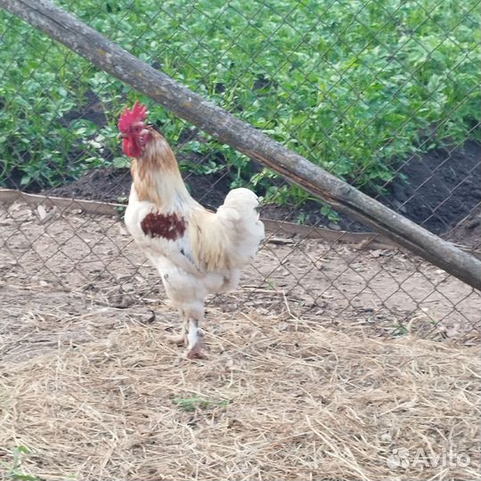 Петух брама