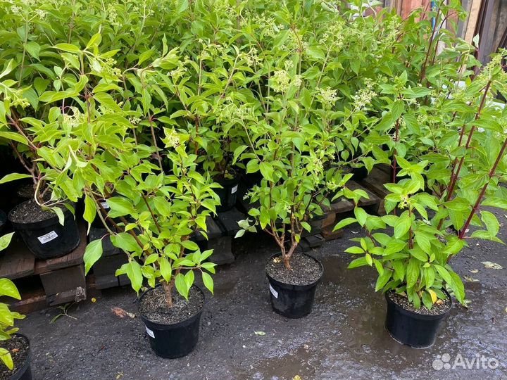 Гортензии метельчатые 3 года