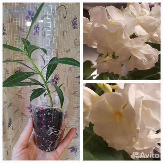 Олеандр, гардения, жасмин, ананас