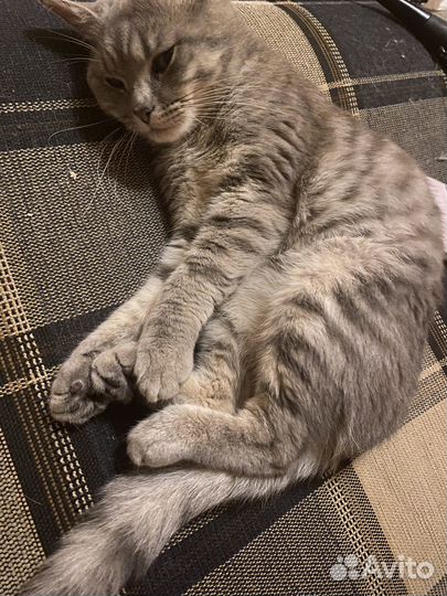 Отдам кота в добрые руки