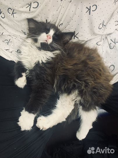 Котенок в добрые руки