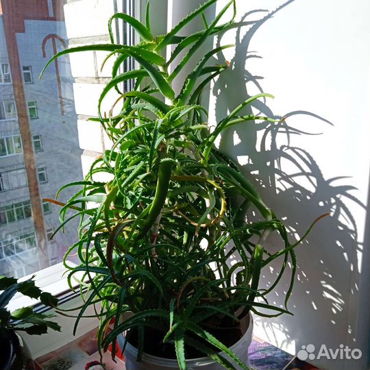 Алоэ лечебный