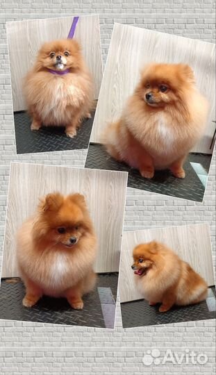 Услуги грумера. Стрижка собак и кошек