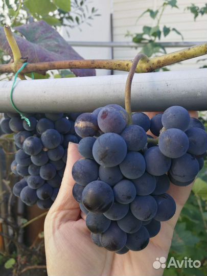 Саженцы винограда