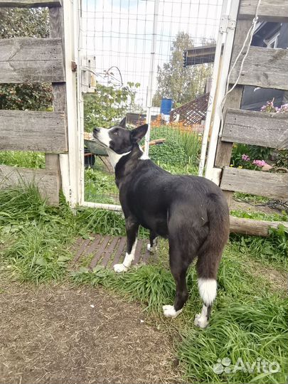 Помесь бордер-колли