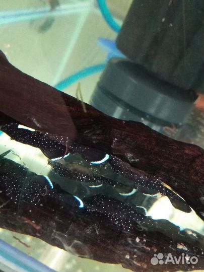 Номерные сомы, анциструсы