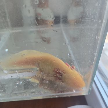 Аксолотль с аквариумом