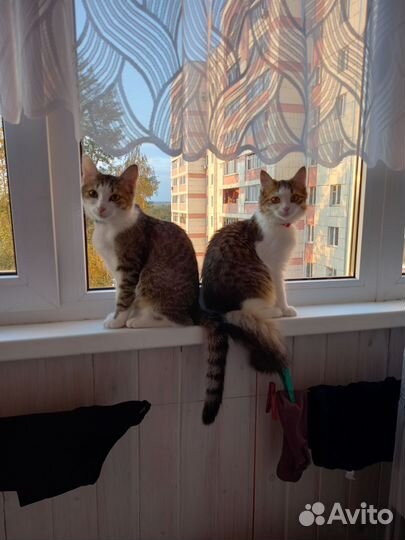 Кошка