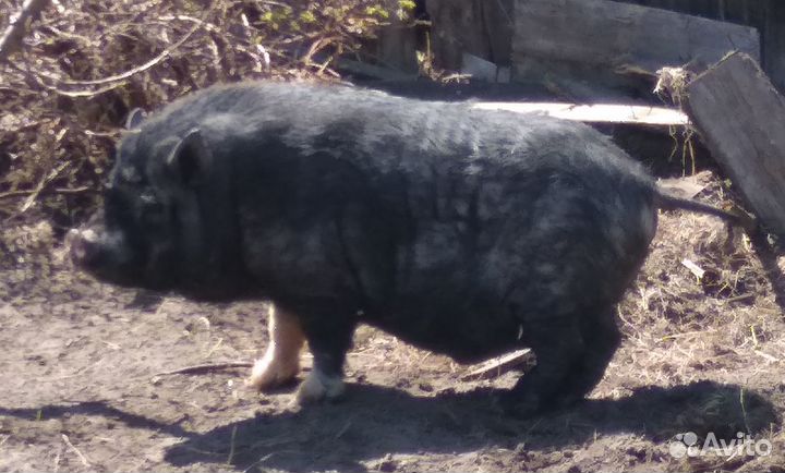 Кабан вьетнамский вислобрюхий и его поросята