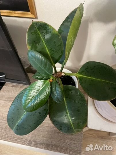 Комнатные цветы фикус