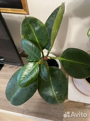 Комнатные цветы фикус