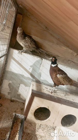 Фазан охотничий