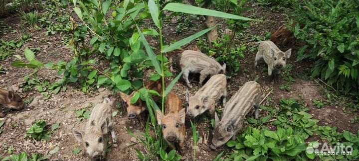 Поросята породы Мангал