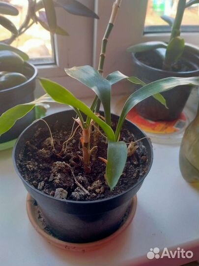 Драцена sandero