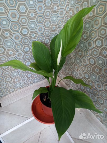 Спатифиллум