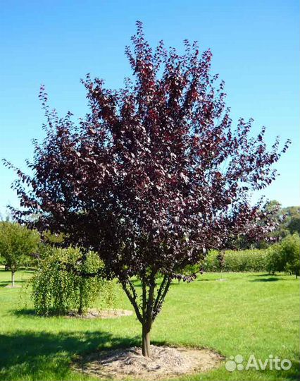 Черемуха краснолистная