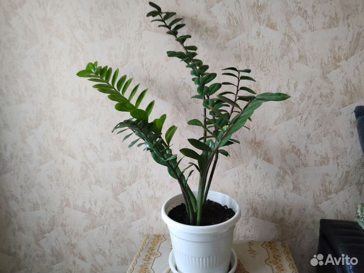 Замиокулькас, фикус