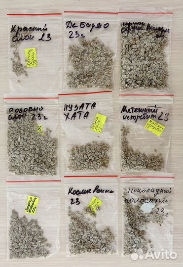 Рассада томатов