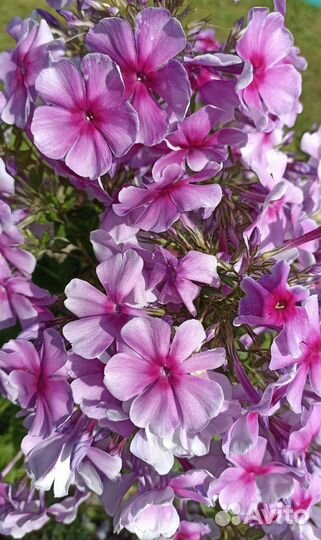 Флокс метельчатый