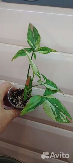 Сингониум Ред Спот триколор