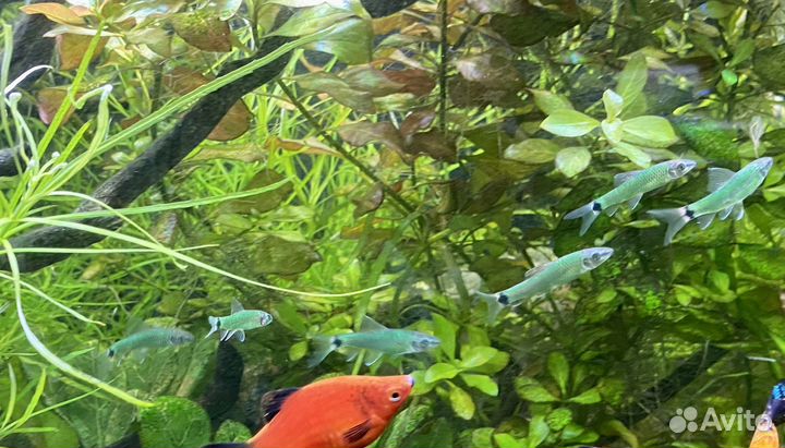 Аквариумные рыбки Водорослеед Цветной Петушок