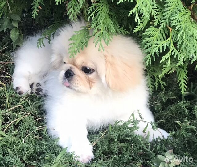Щенки пекинеса