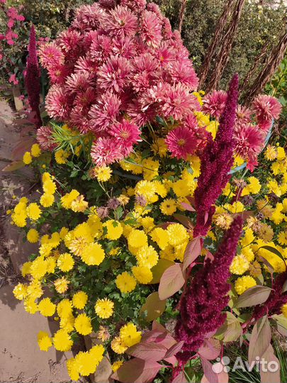 Хризантема