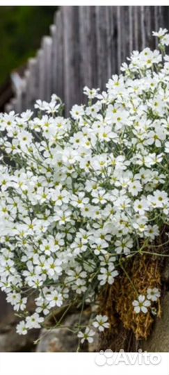 Многолетники садовые