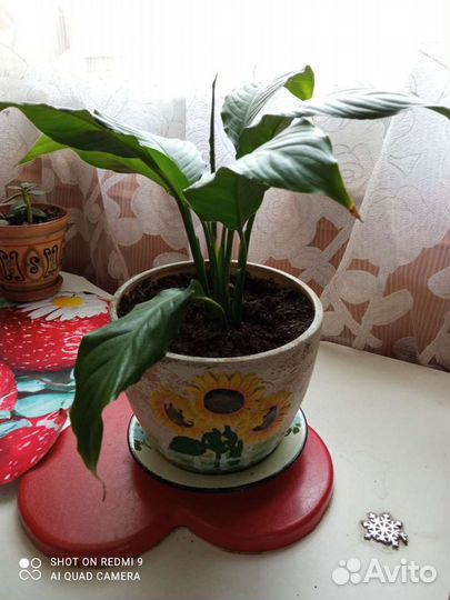 Спатифиллум