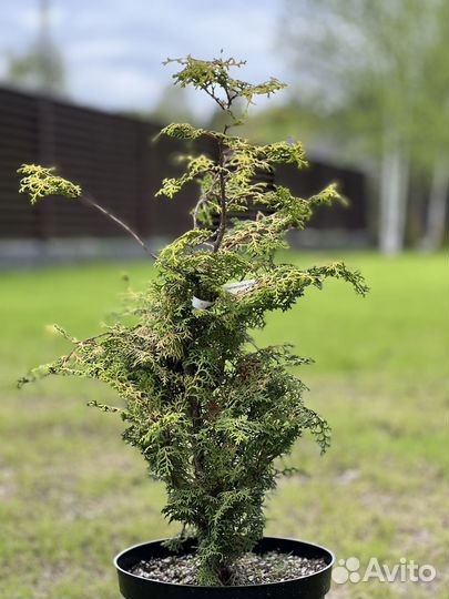 Кипарисовик туполистый Lucas