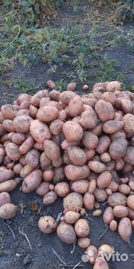 Картофель крупный и семенной