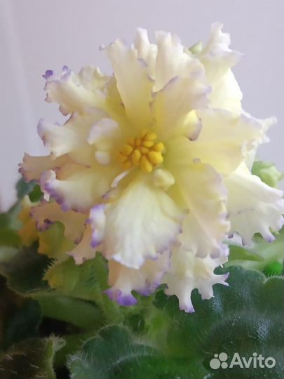 Фиалки коллекционные