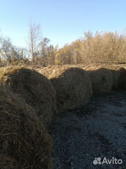 Сено в тюках