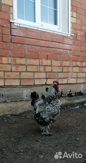 Куры Брама, Кокинхин