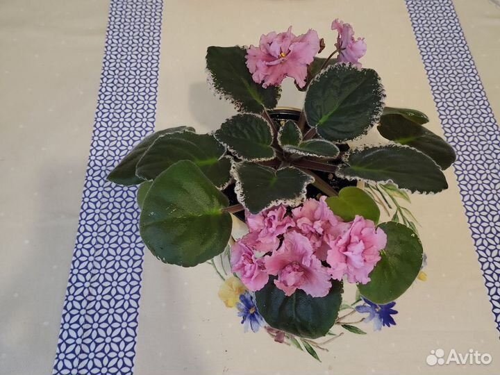 Фиалка цветущая