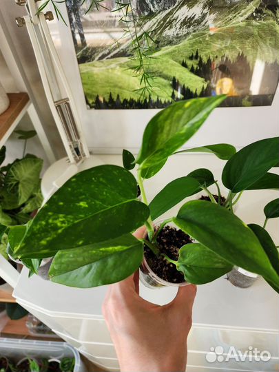 Эпипремнум