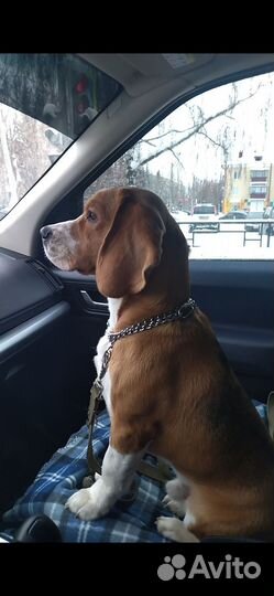 Вязка Бигль