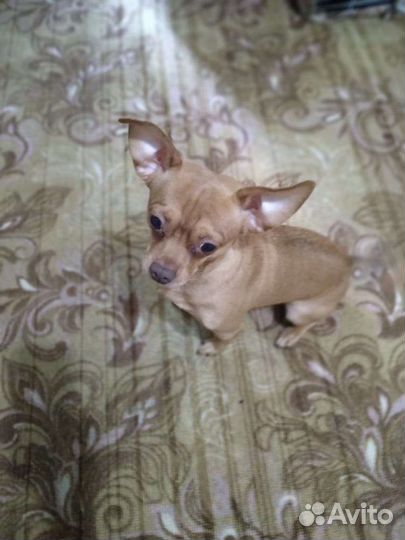 Чихуахуа в добрые руки