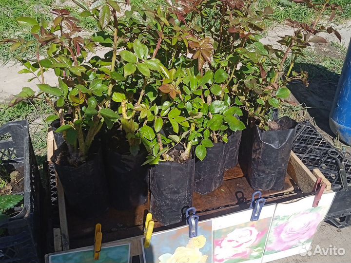 Розы кустовые