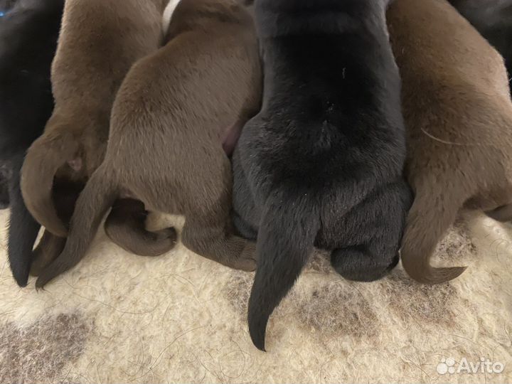 Щенки лабрадора шоколадные