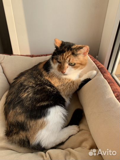 Кошка Рада, хозяевам в радость:)