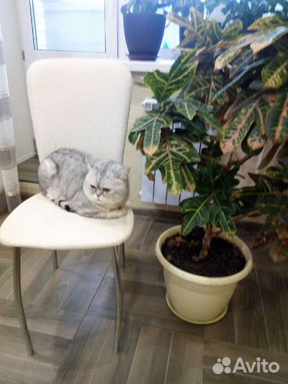 Кот на вязку