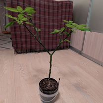 Сверх острый перец Dragon Breath