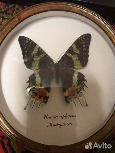 Бабочки коллекция панно