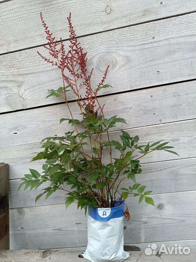Астильба растение