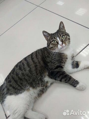 Чудесная ищет себе дом