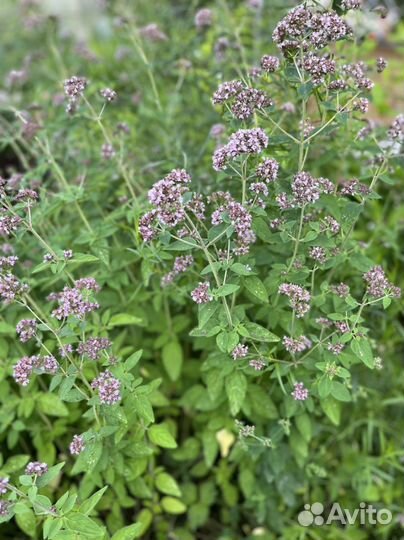 Трава душица