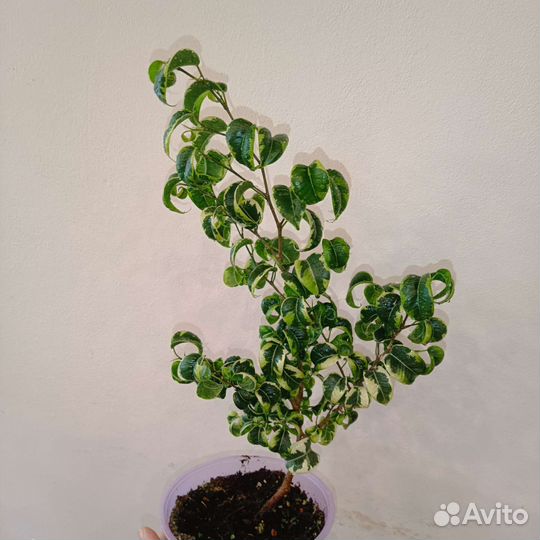 Фикус Барок