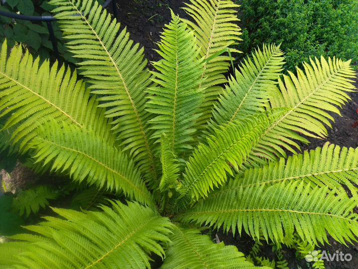 Папоротник