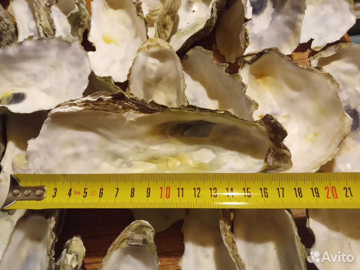 Ракушки устрицы для свечей